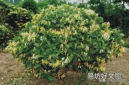 金莲花价格很高,为什么北方很少有人大规模种植?