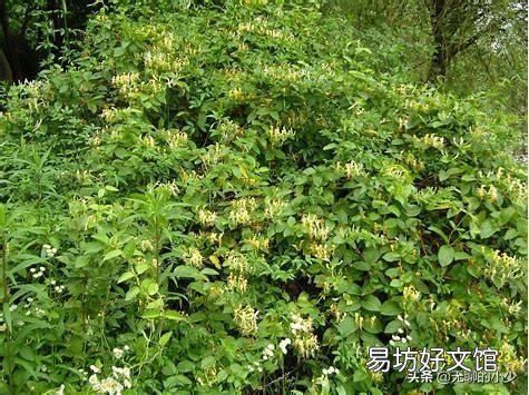 金莲花价格很高,为什么北方很少有人大规模种植?