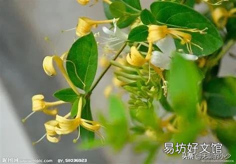 金莲花价格很高,为什么北方很少有人大规模种植?