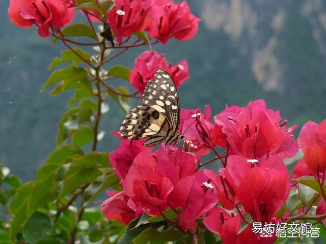 很喜欢朴树的《生如夏花》,有哪些植物会在夏天开花呢?