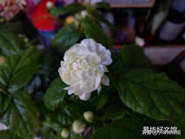 很喜欢朴树的《生如夏花》,有哪些植物会在夏天开花呢?