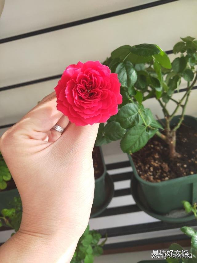 很喜欢朴树的《生如夏花》,有哪些植物会在夏天开花呢?