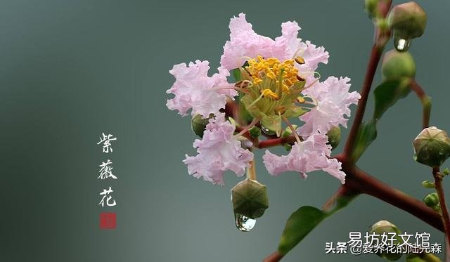 很喜欢朴树的《生如夏花》,有哪些植物会在夏天开花呢?