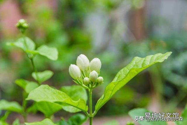 很喜欢朴树的《生如夏花》,有哪些植物会在夏天开花呢?