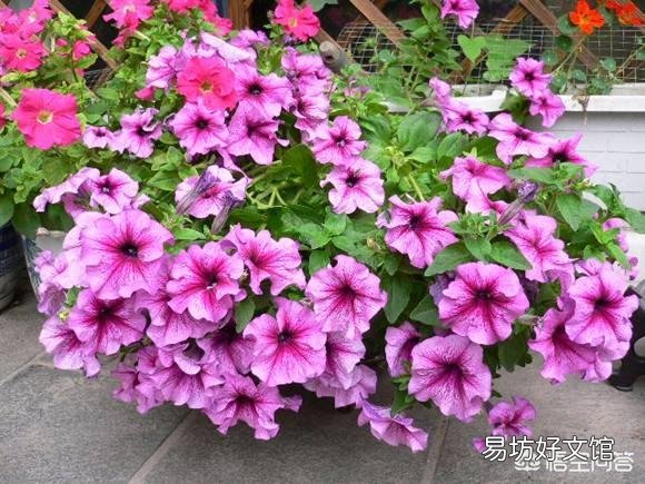 很喜欢朴树的《生如夏花》,有哪些植物会在夏天开花呢?