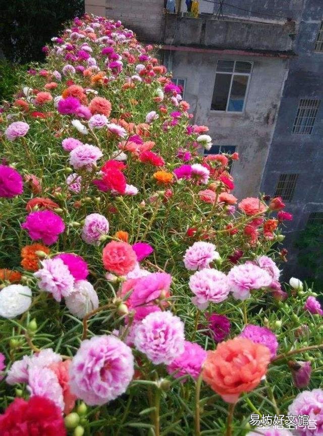 很喜欢朴树的《生如夏花》,有哪些植物会在夏天开花呢?