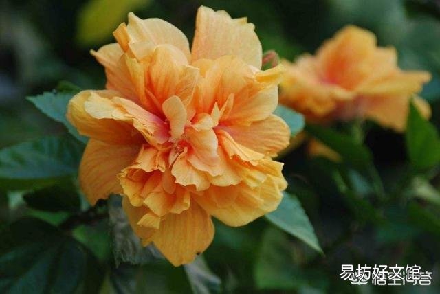 很喜欢朴树的《生如夏花》,有哪些植物会在夏天开花呢?