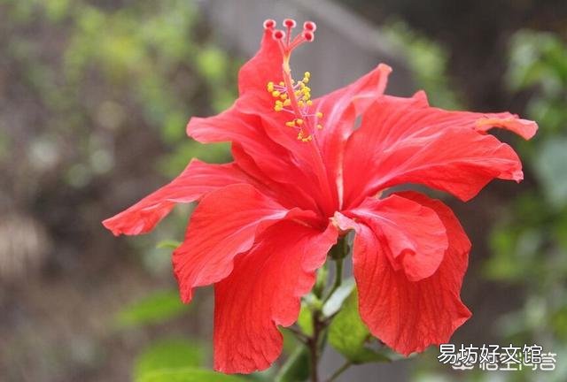 很喜欢朴树的《生如夏花》,有哪些植物会在夏天开花呢?