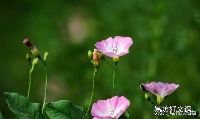 農村的打碗花有什么用途？