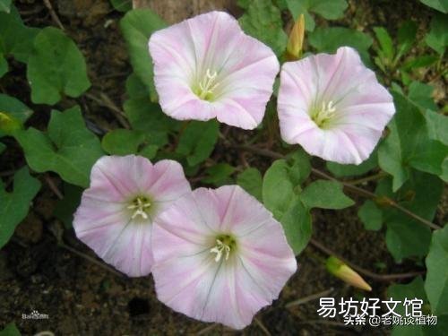農村的打碗花有什么用途？