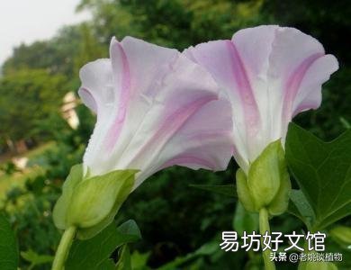 農村的打碗花有什么用途？
