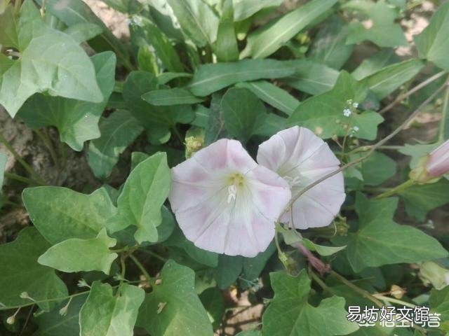 農村的打碗花有什么用途？