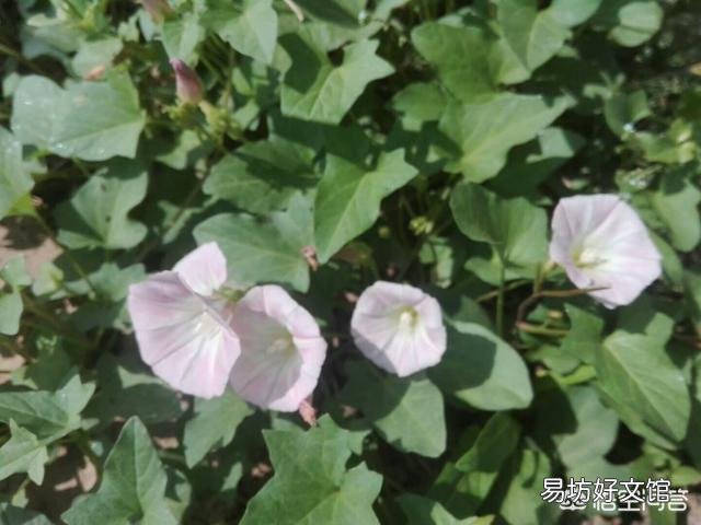 農村的打碗花有什么用途？