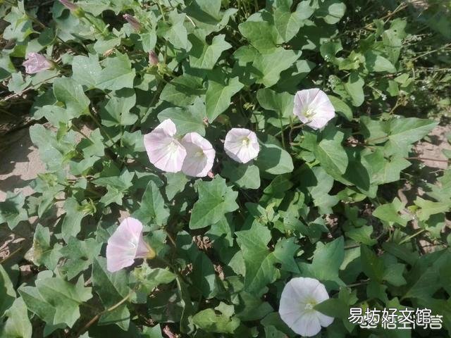 農村的打碗花有什么用途？