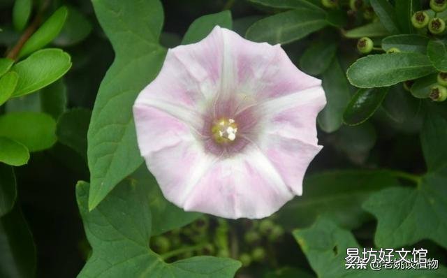 農村的打碗花有什么用途？