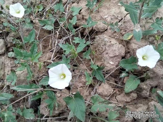 農村的打碗花有什么用途？