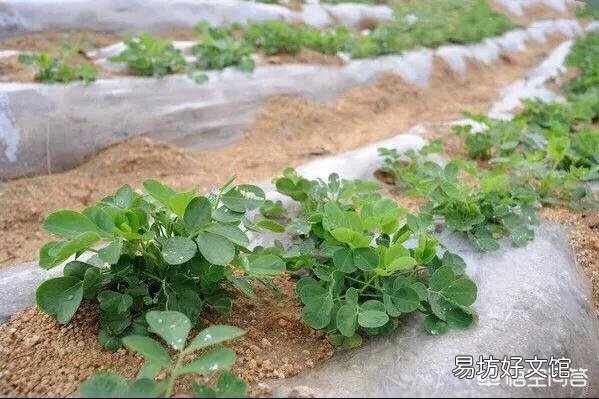种植花生什么时间抠地膜？为什么要把地膜抠碎了？