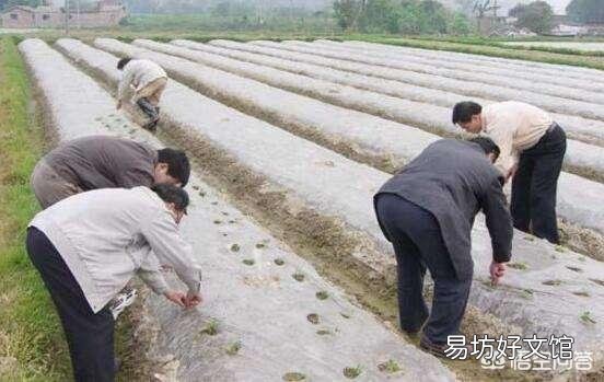 种植花生什么时间抠地膜？为什么要把地膜抠碎了？