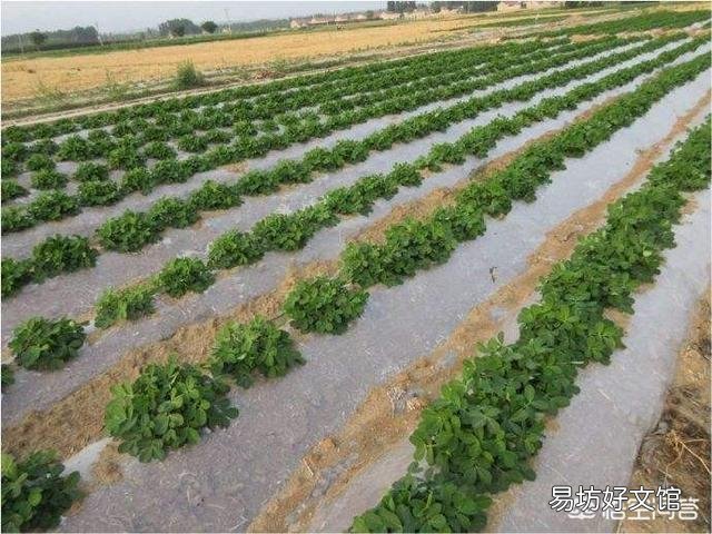 种植花生什么时间抠地膜？为什么要把地膜抠碎了？