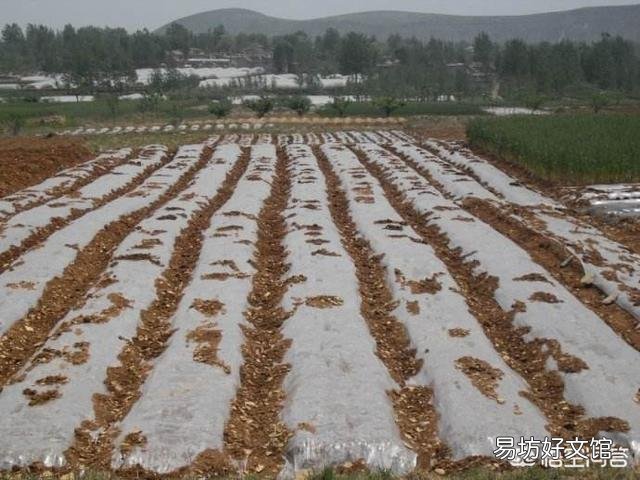 种植花生什么时间抠地膜？为什么要把地膜抠碎了？
