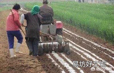 种植花生什么时间抠地膜？为什么要把地膜抠碎了？