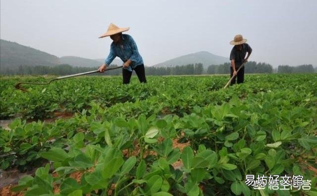 种植花生如何避免烂种和缺苗的现象?