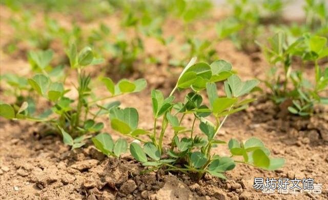 种植花生如何避免烂种和缺苗的现象?