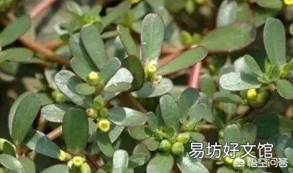 今天谷雨,农村有什么适宜的野菜食用呢?
