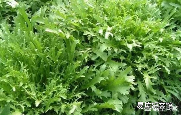 今天谷雨,农村有什么适宜的野菜食用呢?