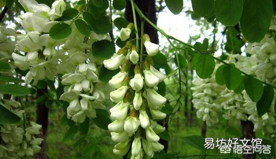 今天谷雨,农村有什么适宜的野菜食用呢?