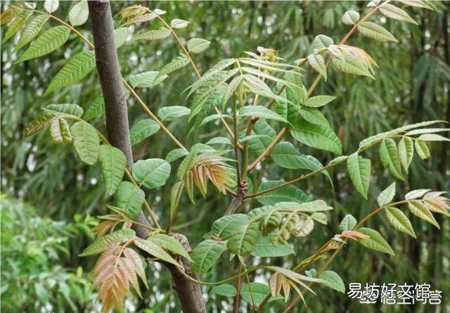 今天谷雨,农村有什么适宜的野菜食用呢?