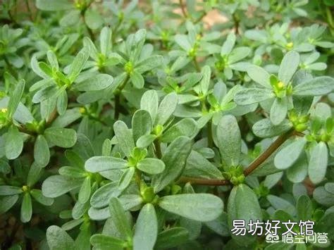 今天谷雨,农村有什么适宜的野菜食用呢?