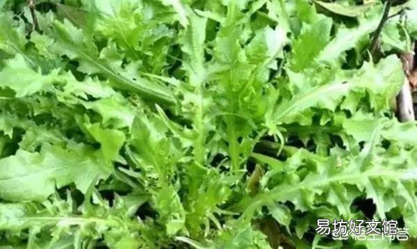 今天谷雨,农村有什么适宜的野菜食用呢?