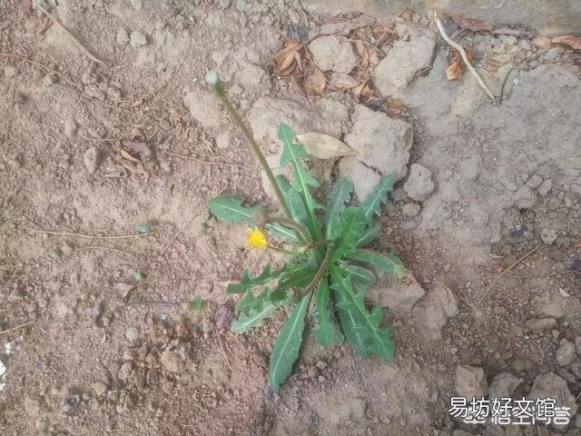 今天谷雨,农村有什么适宜的野菜食用呢?
