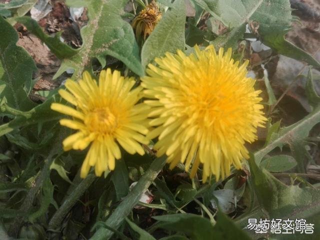 为什么现在农村的小伙子找对象这么难?