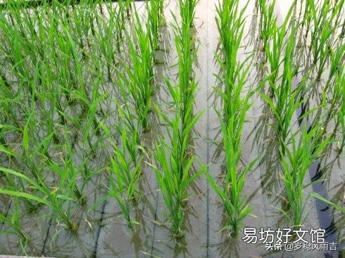 请教农业科技界的科学研究人员,水稻能否实现无土种植,玉米小麦等呢?