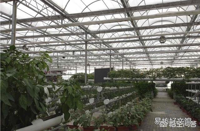 请教农业科技界的科学研究人员,水稻能否实现无土种植,玉米小麦等呢?