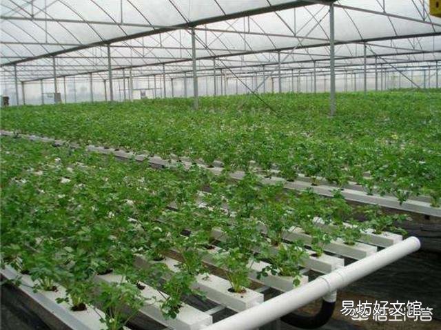 请教农业科技界的科学研究人员,水稻能否实现无土种植,玉米小麦等呢?