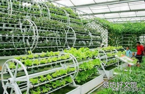 请教农业科技界的科学研究人员,水稻能否实现无土种植,玉米小麦等呢?