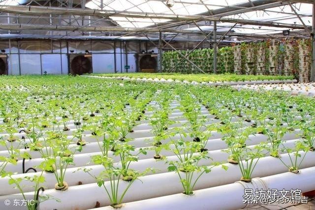 请教农业科技界的科学研究人员,水稻能否实现无土种植,玉米小麦等呢?