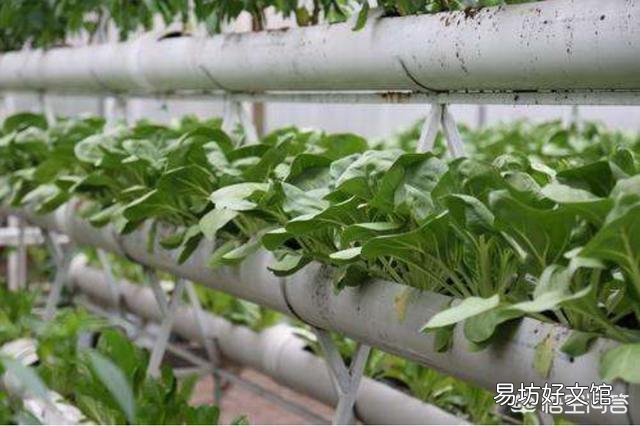 请教农业科技界的科学研究人员,水稻能否实现无土种植,玉米小麦等呢?