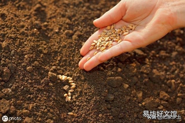 近期和未来中国的粮价会大幅上涨吗?