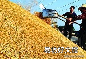 近期和未来中国的粮价会大幅上涨吗?
