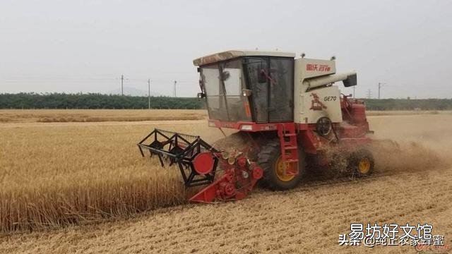 近期和未来中国的粮价会大幅上涨吗?
