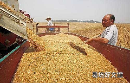 近期和未来中国的粮价会大幅上涨吗?