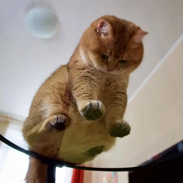 布偶猫月份体重表(布偶猫体重与月份对照表)