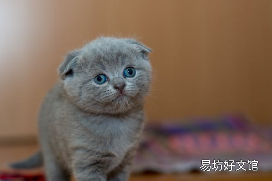 猫咪耳螨怎么治疗(小猫耳螨怎么治疗)