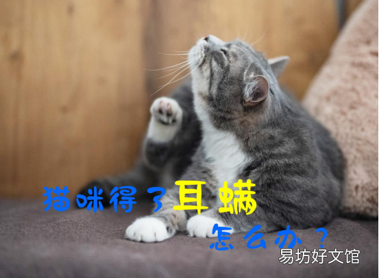 猫咪耳螨怎么治疗(小猫耳螨怎么治疗)