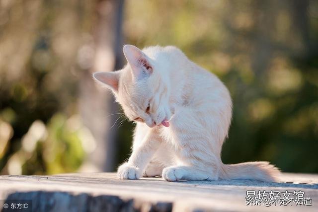 怎么判断是不是猫藓(怎么判断是不是猫藓症状)