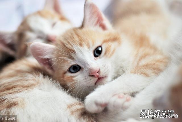 怎么判断是不是猫藓(怎么判断是不是猫藓症状)